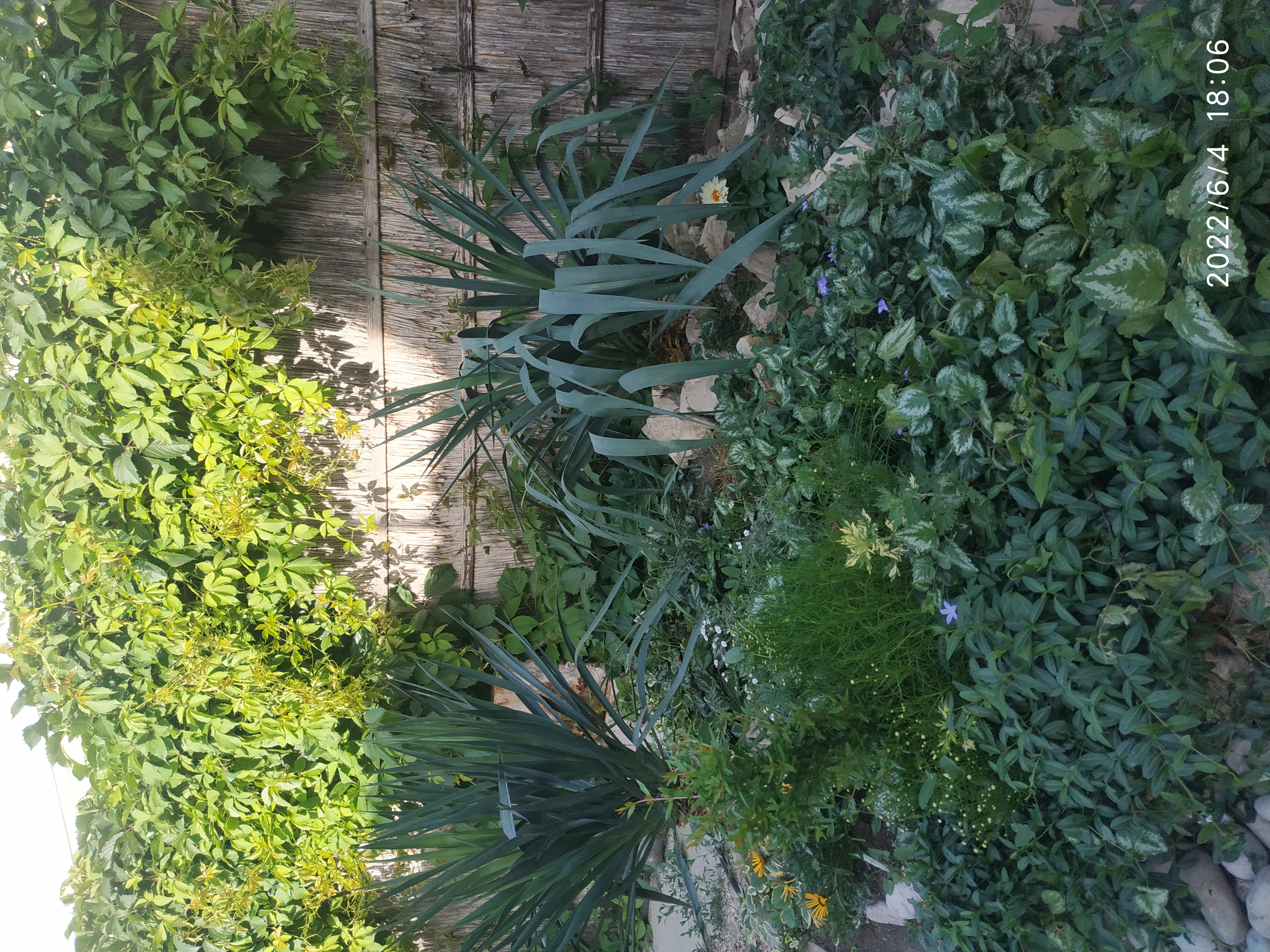 Фото Аннушка