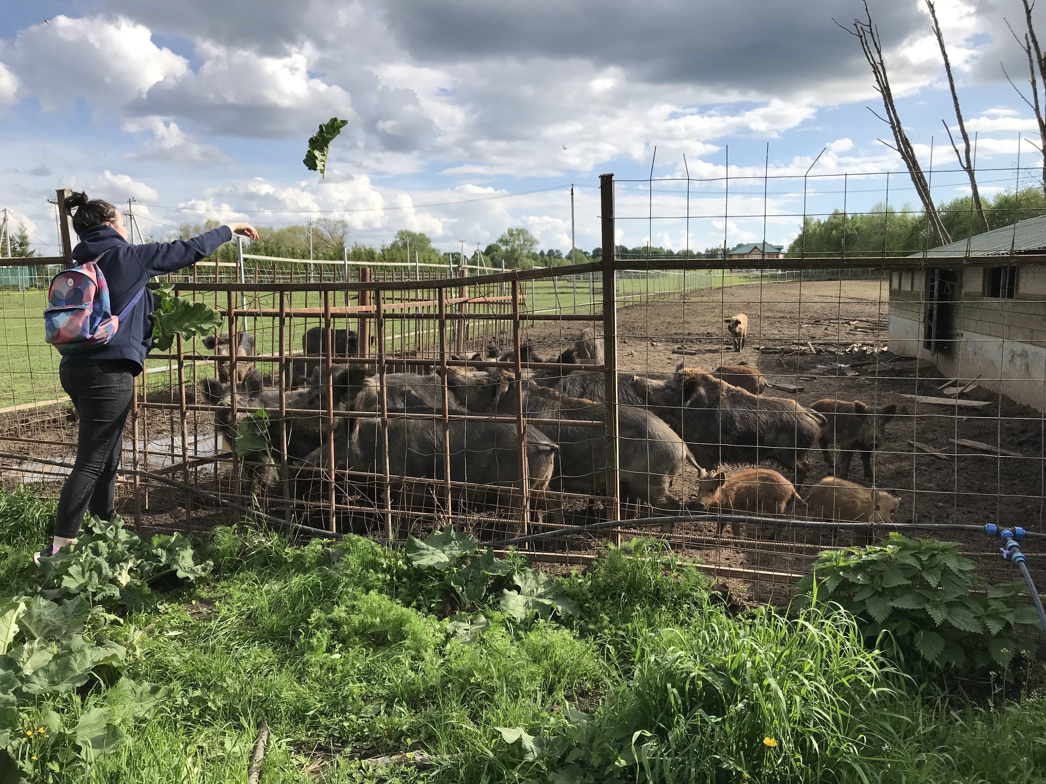 Фото Эль ранчо