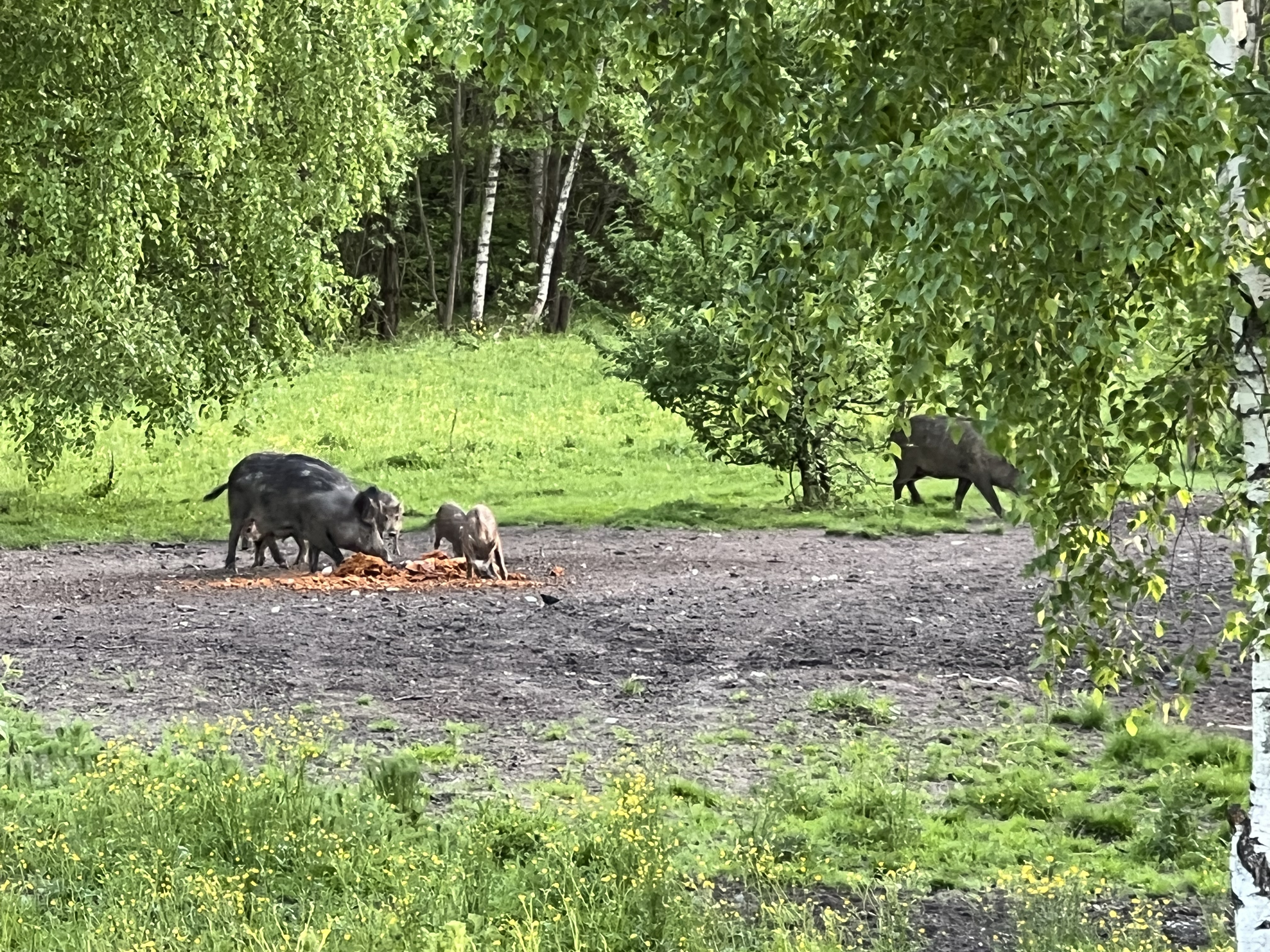 Фото База отдыха Ючмер