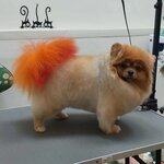Dog feya (ulitsa Mira, 58/25с2), pet salon