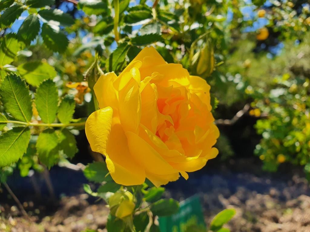 Фото Лазурный