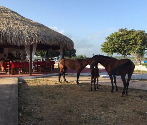 Фото Pousada Marajoara