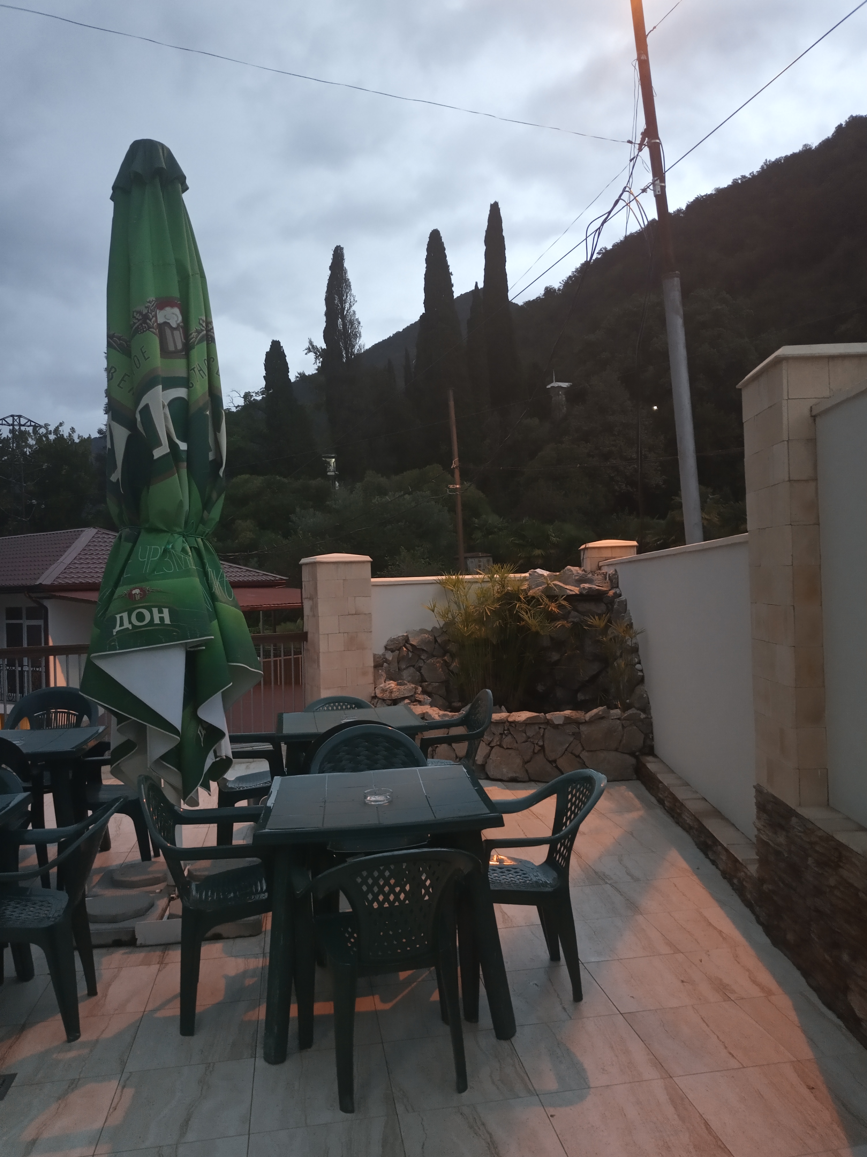 Фото Пальма