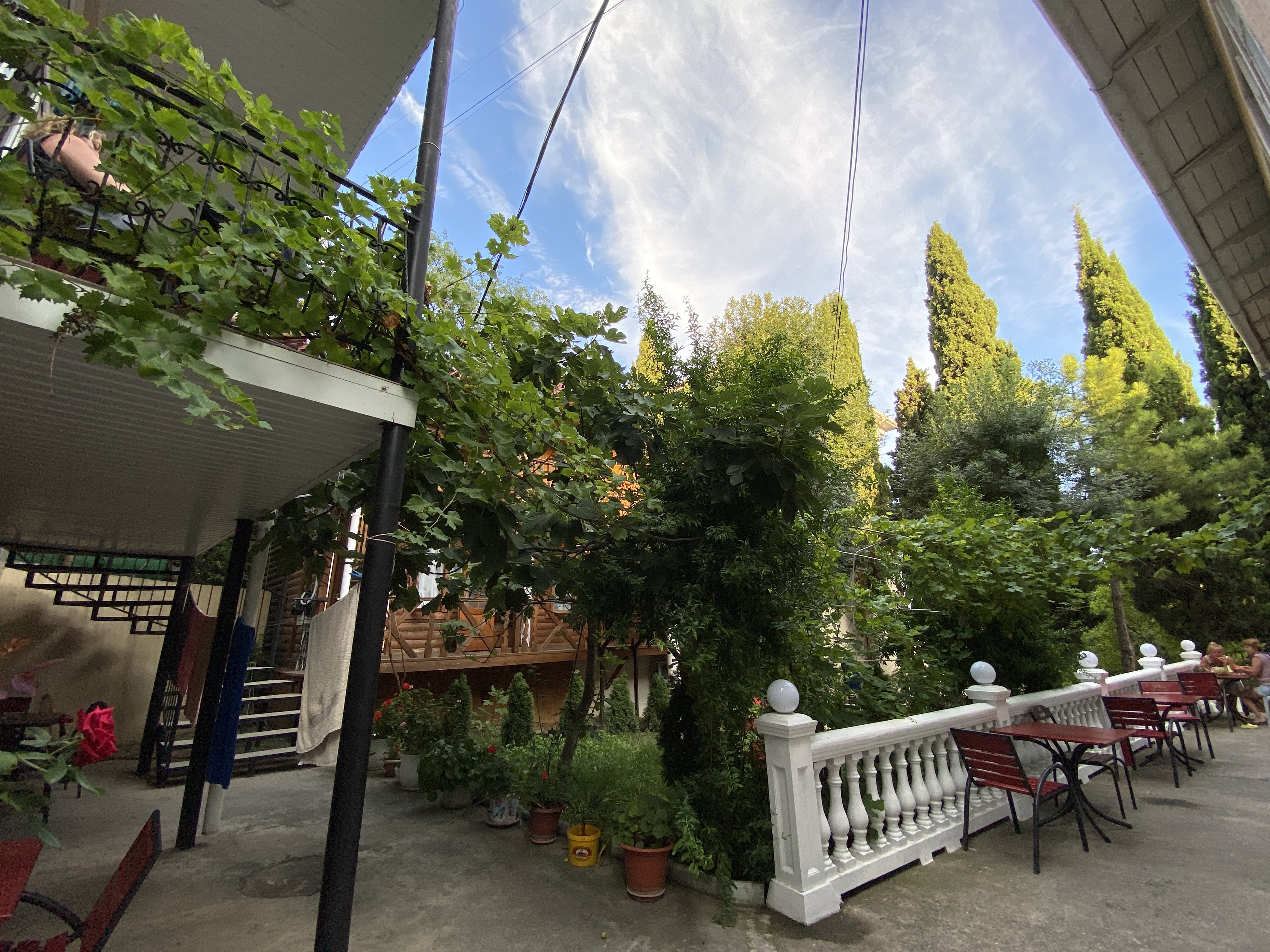 Фото Магнолия