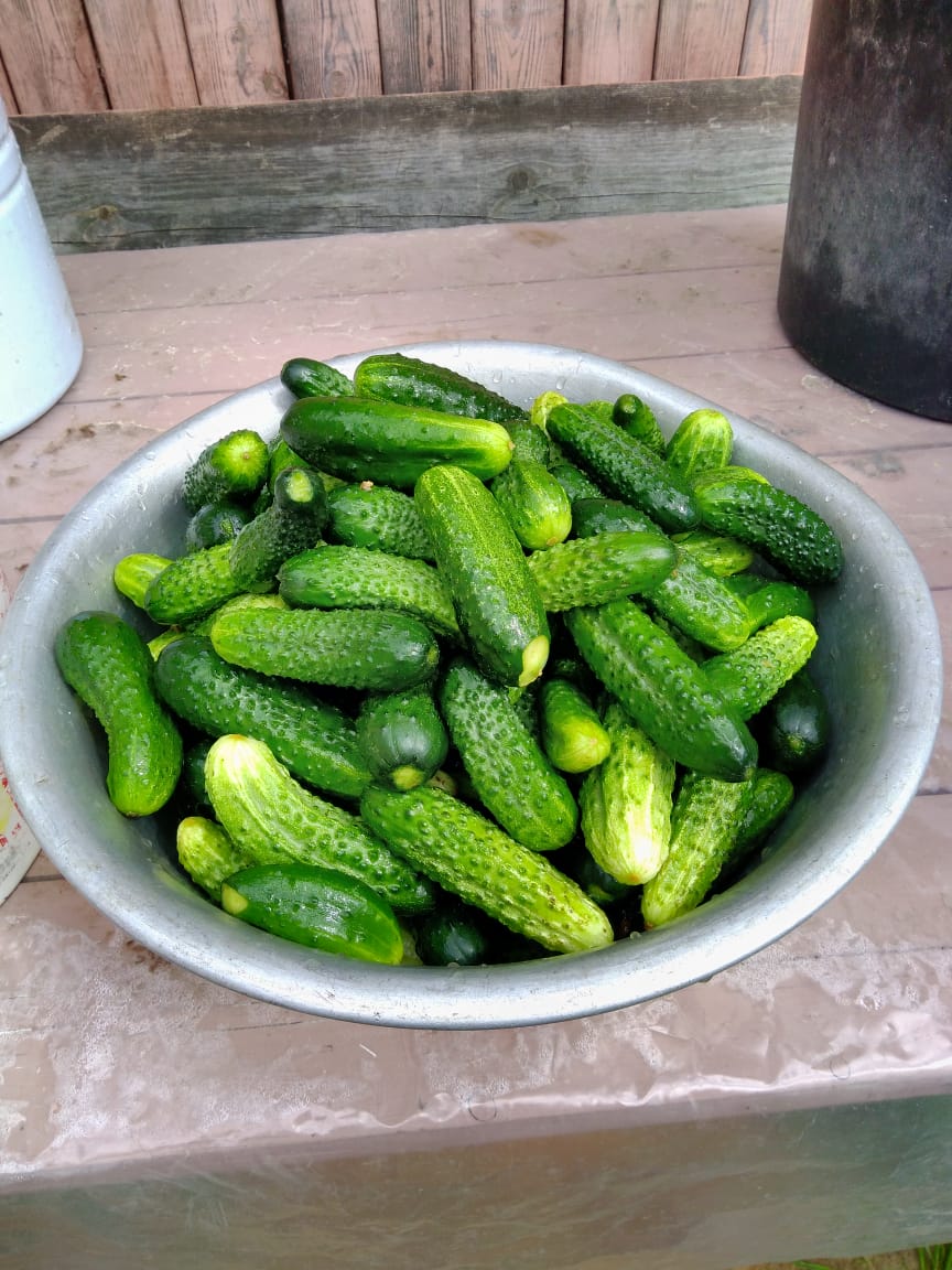 Фото В гостях у тёти Гали