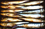 Рыба и морепродукты оптом (Volgograd Region, Oktyabrskiy rayon, Ilmenskoye selskoye poseleniye, khutor Ilmen-Suvorovskiy, Molodyozhnaya ulitsa), fish and seafood