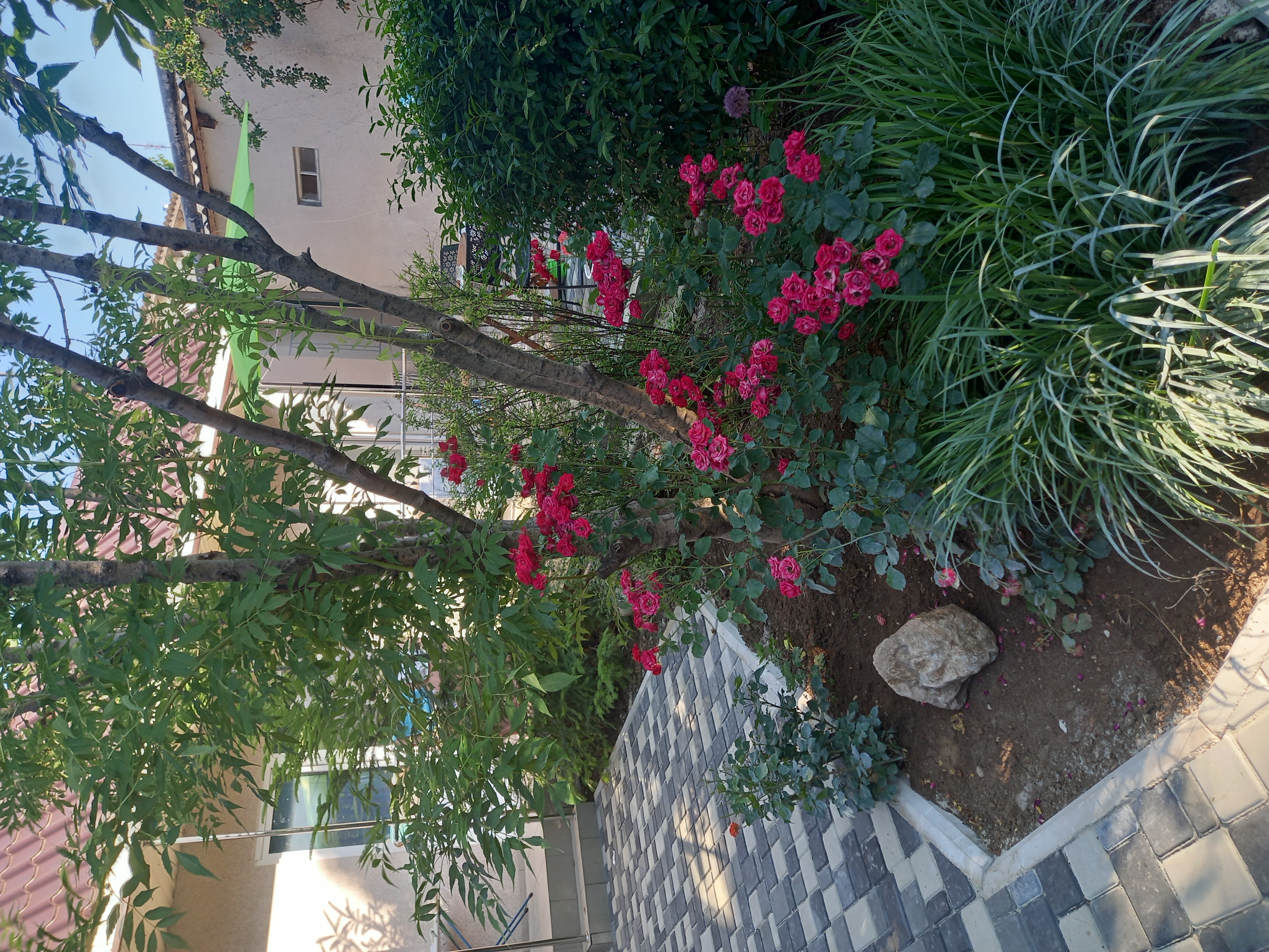 Фото Солнышко