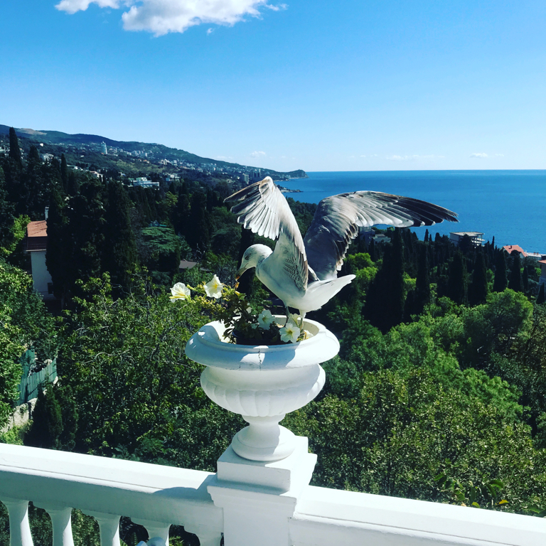 Фото Форест