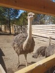 Страусиная ферма (selo Verkhniy Sayantuy, Zarechnaya ulitsa, 50), cría de animales