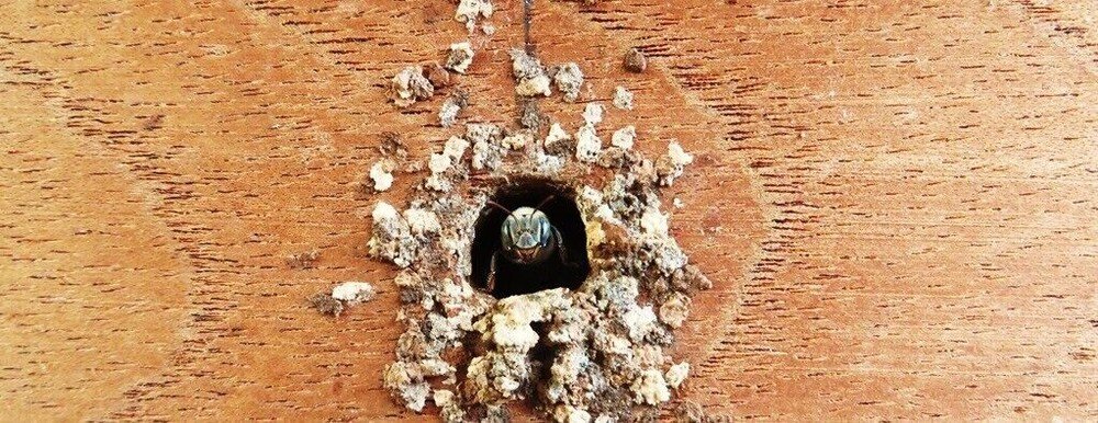 Фото Xkopek Camping