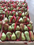 Fruit Lines (Obolensky Lane, 9к2) ، بيع الخضروات والفواكه بالجملة