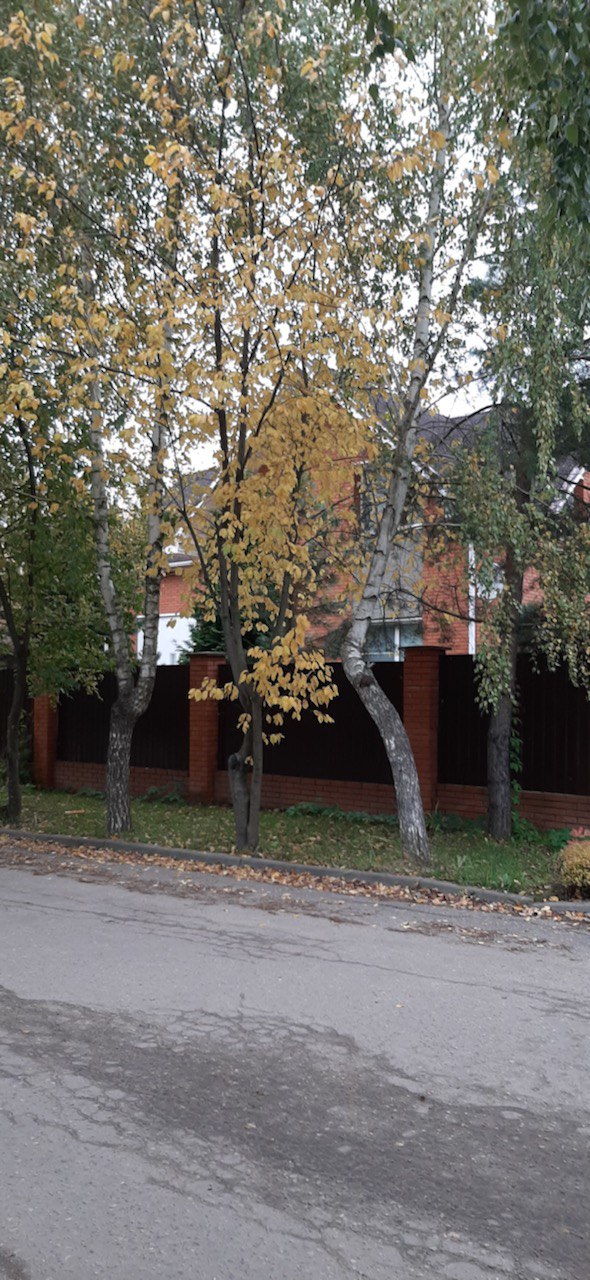 Фото Звёздная