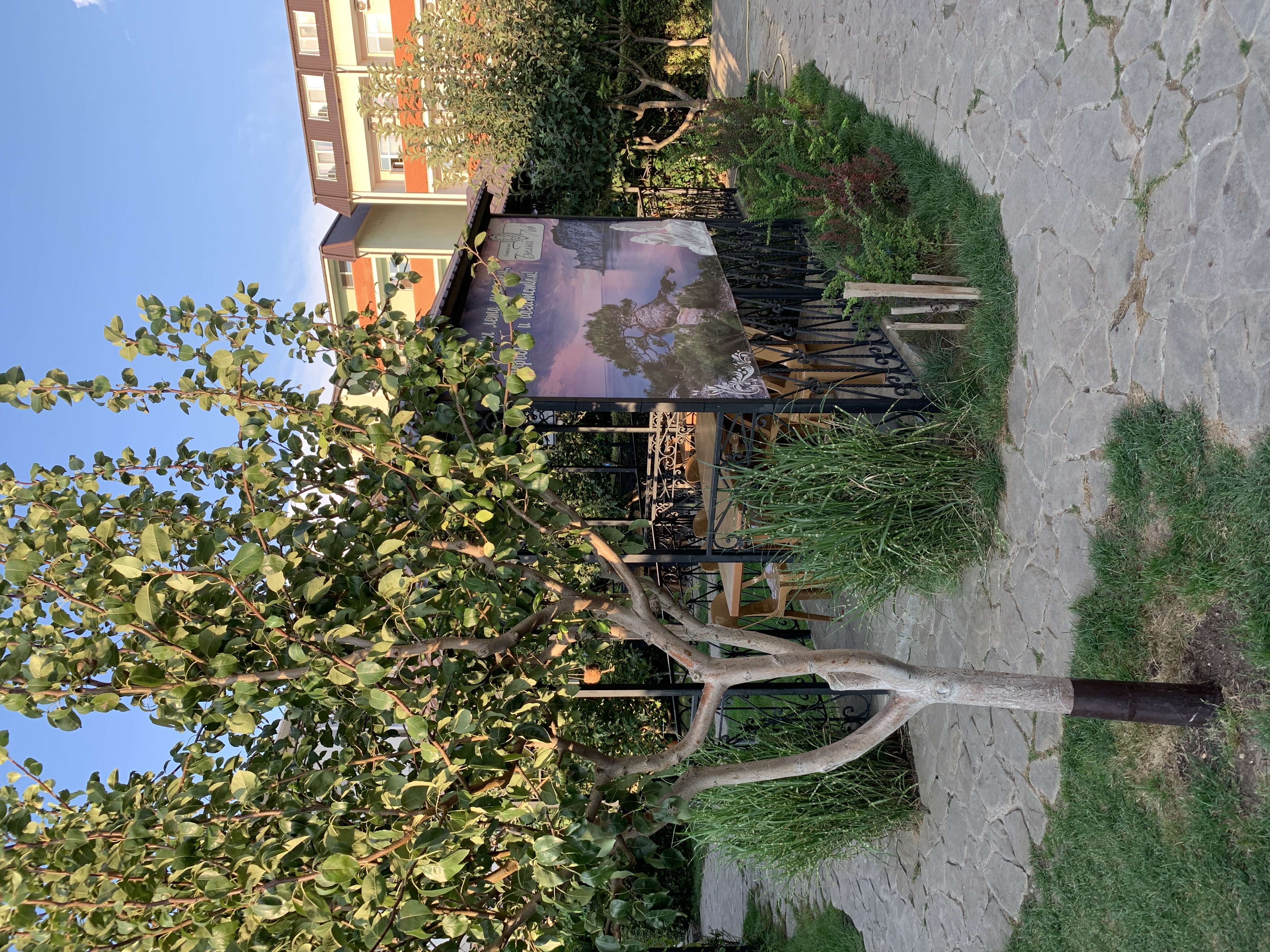 Фото Белый Лев