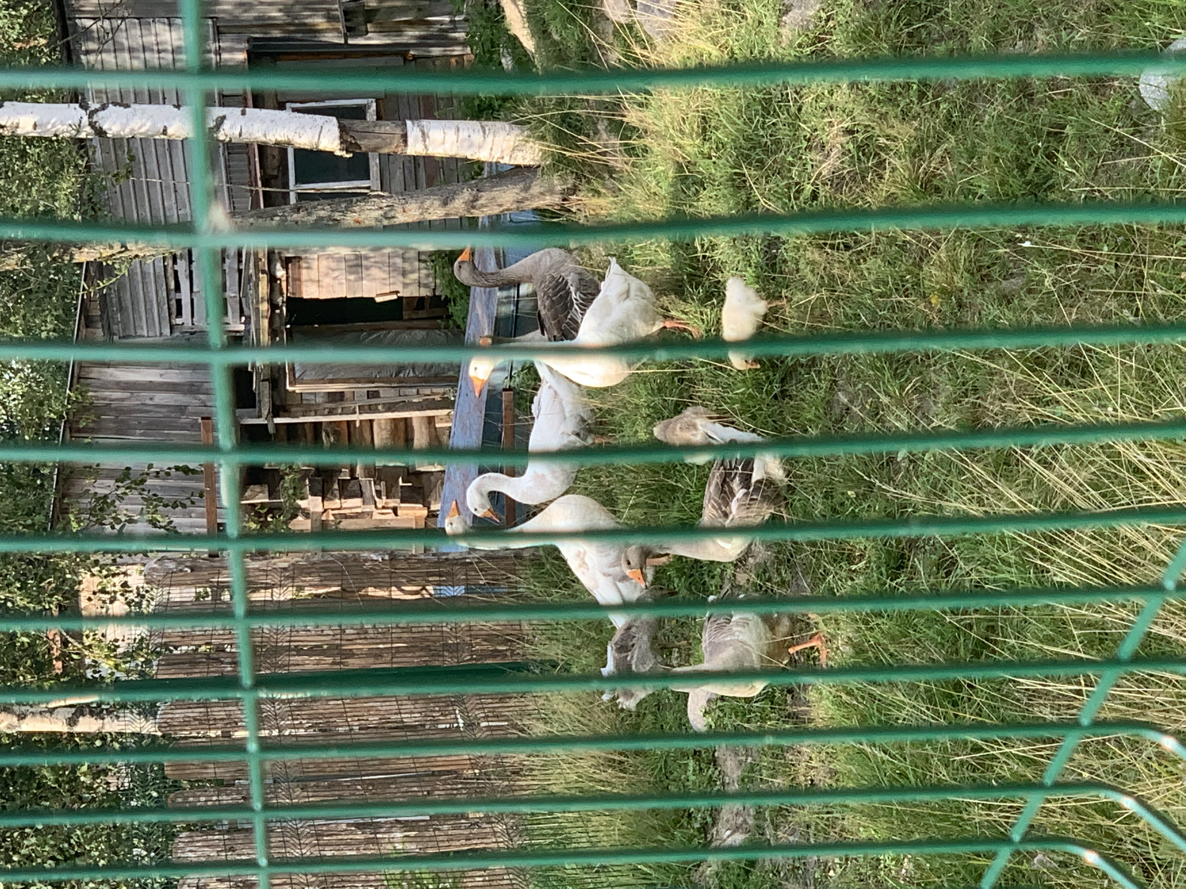 Фото Эко-хутор Ряйсяля