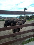 Ostrich Ranch (SNT Solnechnaya polyana, Dobraya ulitsa, 71), zoo