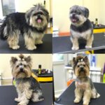 Lohmatikoff (Yubileynaya Street, 18), salón de mascota, peluquería de animales