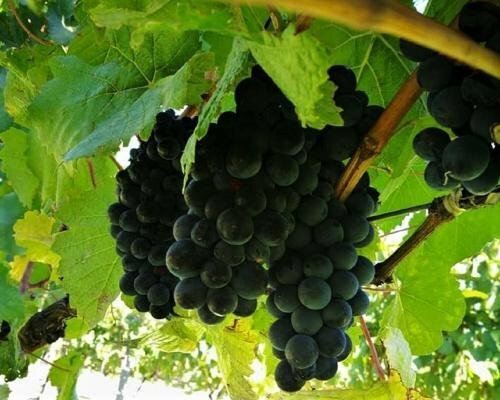 Гостиница Vines on Bannockburn