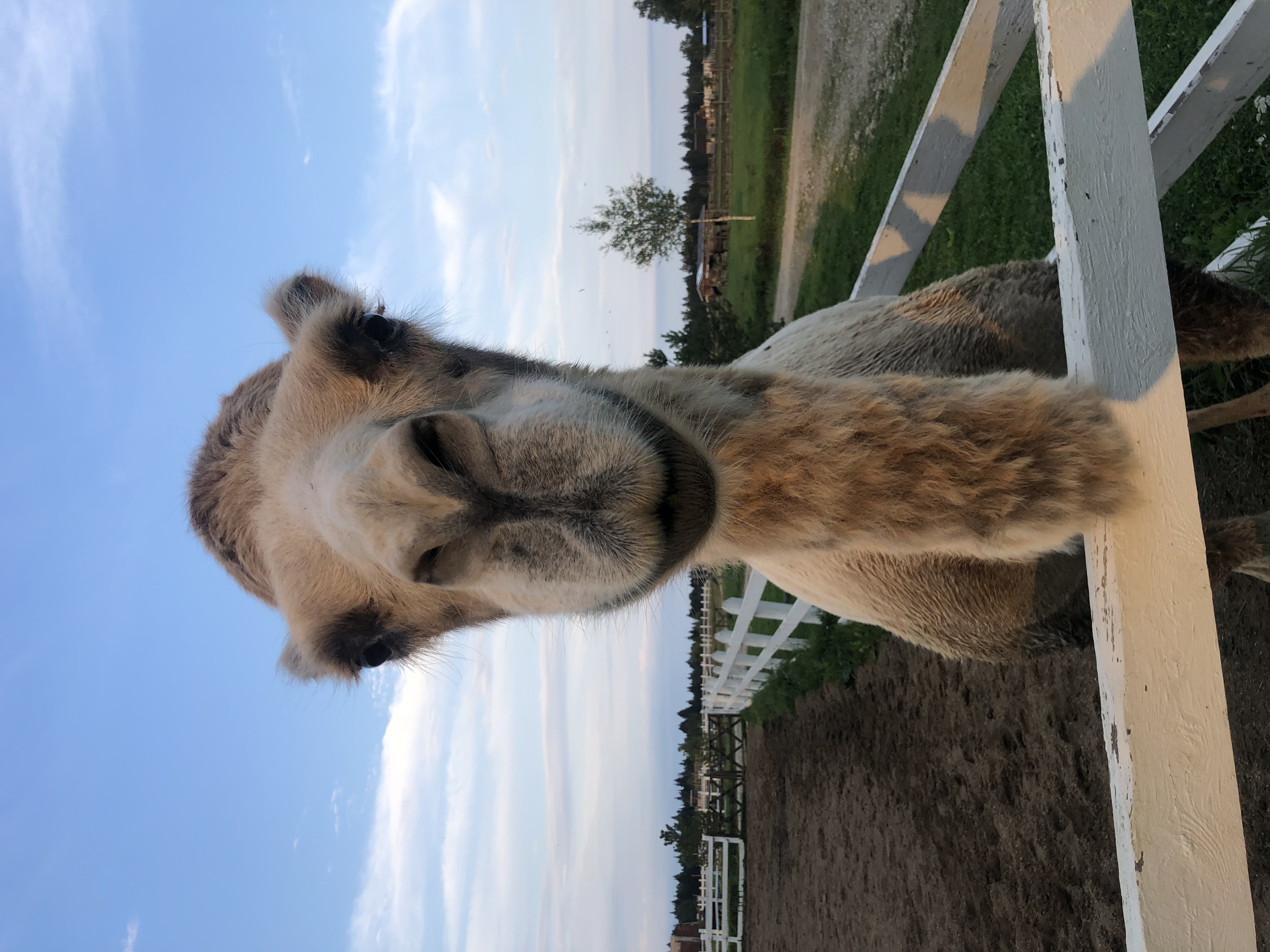 Фото Экоранчо