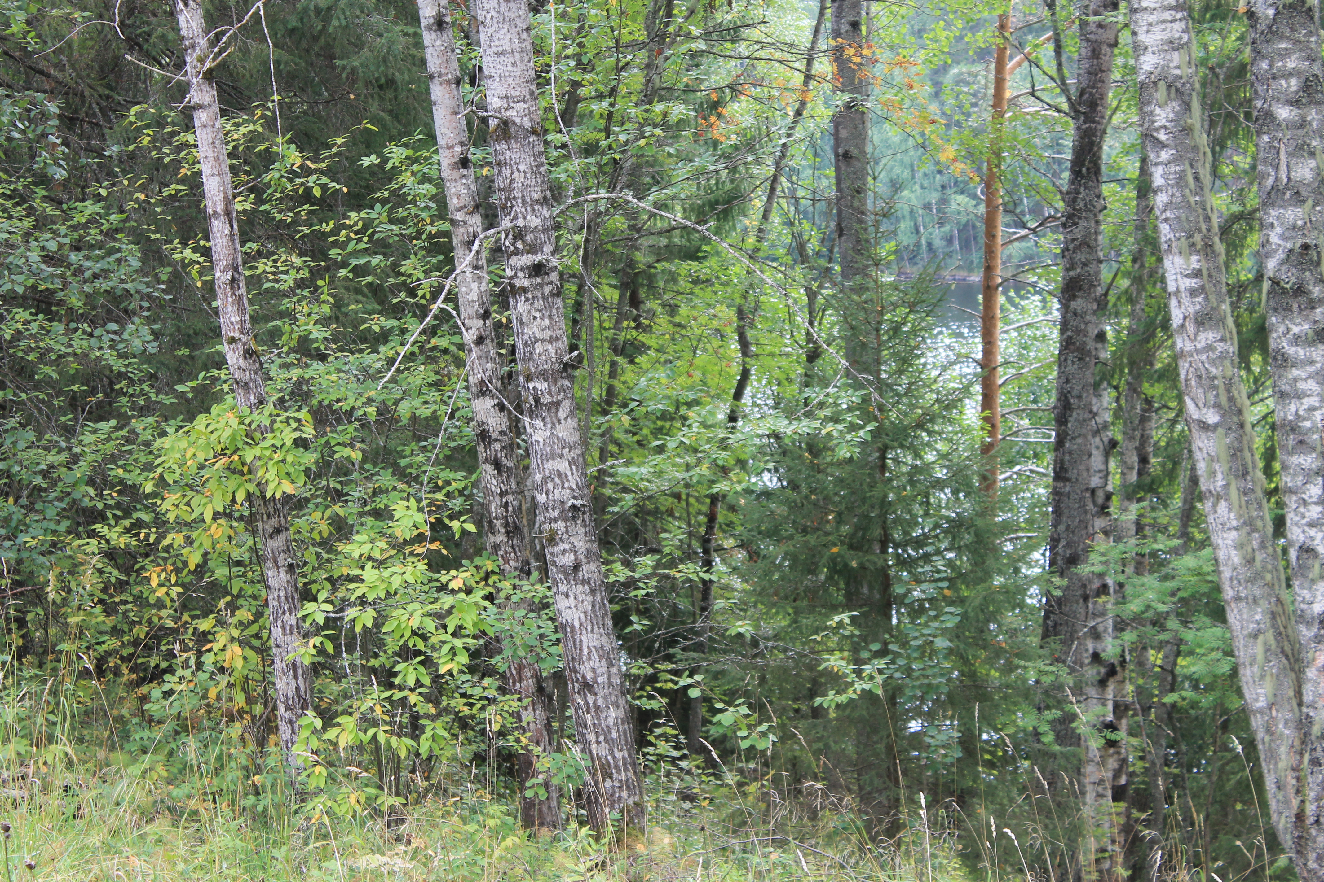 Фото У плотника