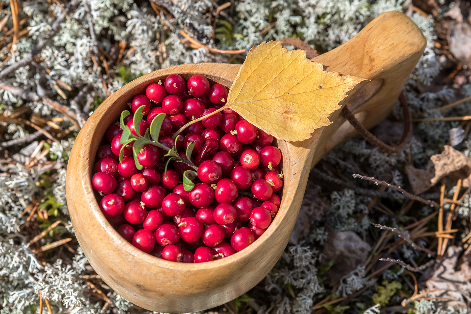 Фото Экотурсервис