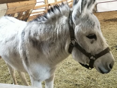 Отдых на ферме Мурманская страусиная ферма в Кильдинстрое