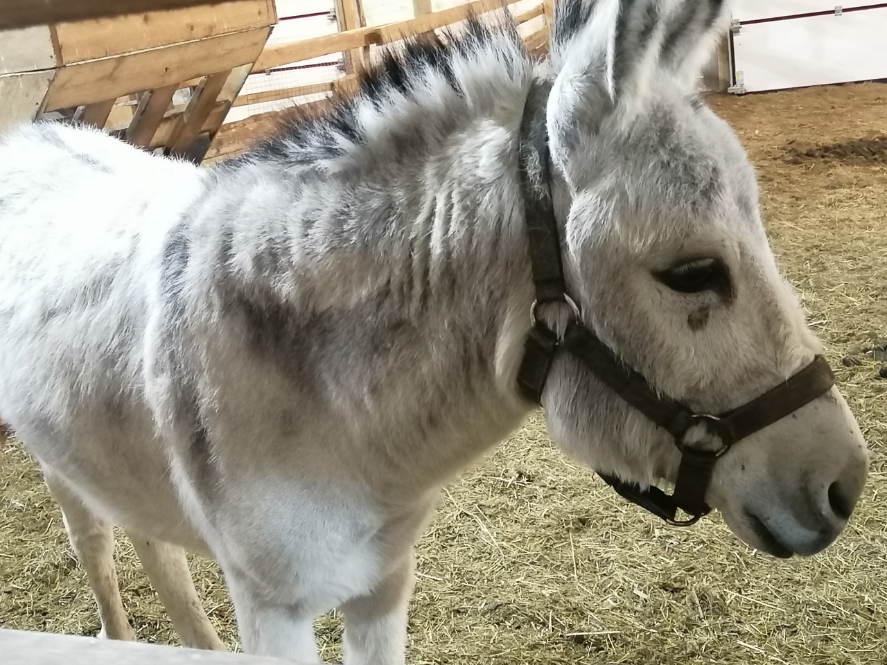 Фото Мурманская страусиная ферма
