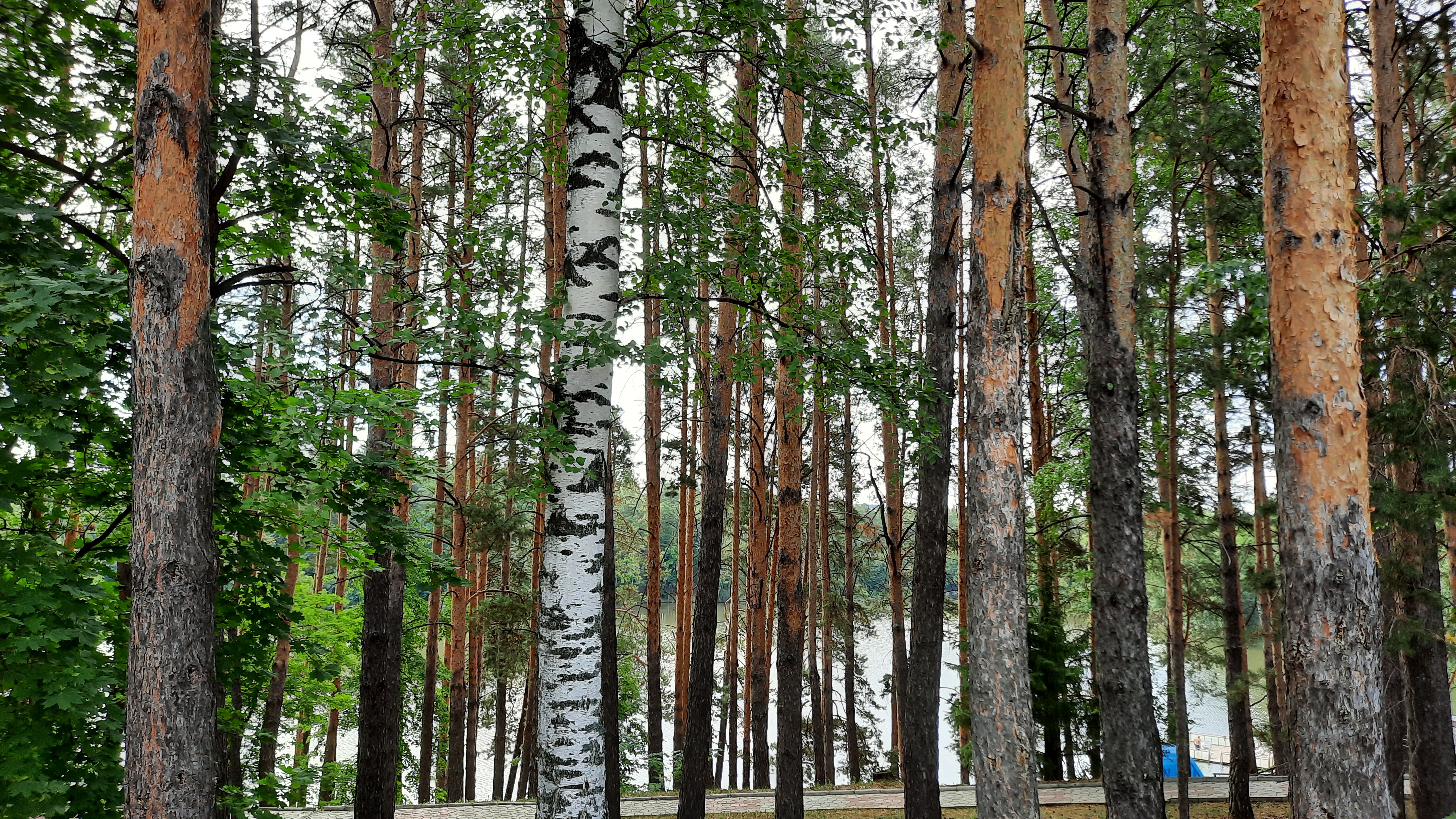 Фото Ромашкино