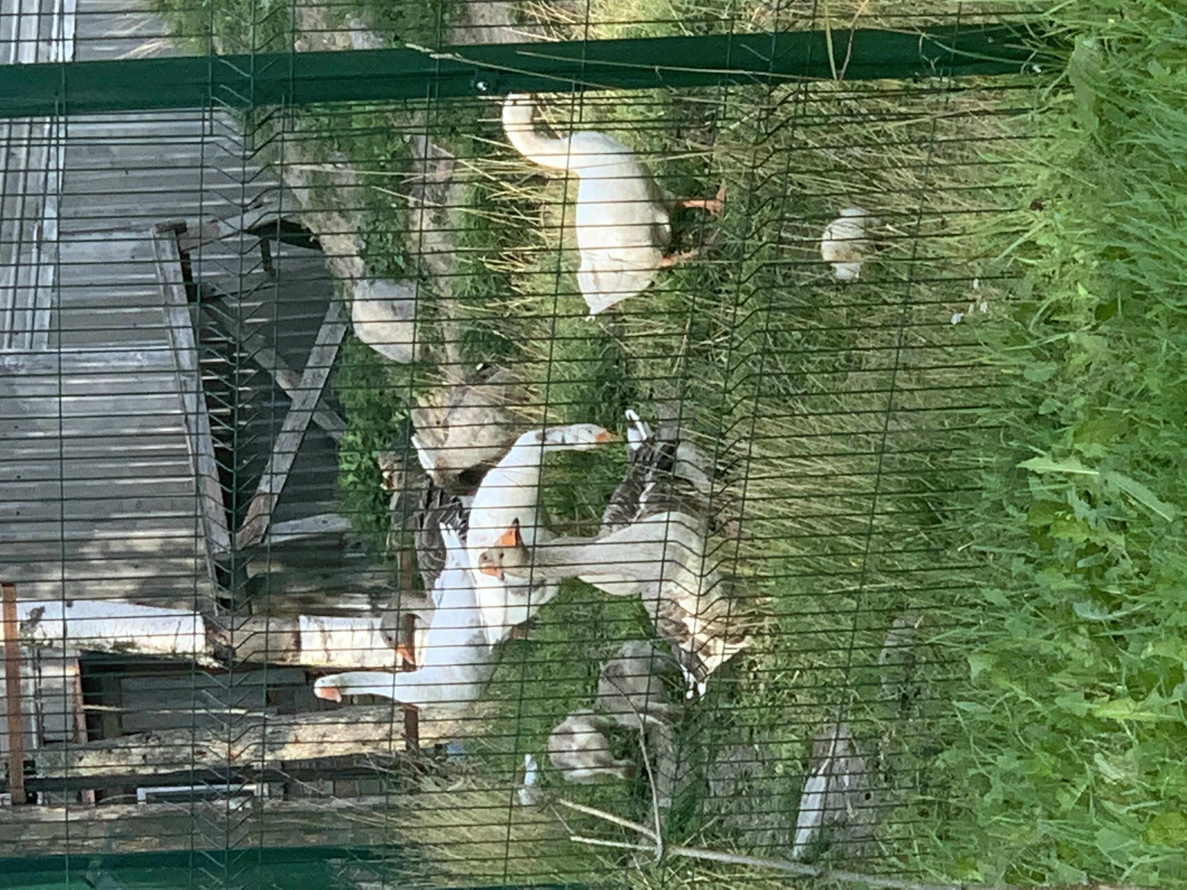 Фото Эко-хутор Ряйсяля