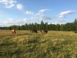 Парк Рождественно (Московская область, Наро-Фоминский городской округ, деревня Рождествено, Колхозная улица), конный клуб в Москве и Московской области