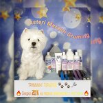 West Highland White Terrier Kennel Asteri Maranti (Zapovednaya Street No:28, Moscow), evcil hayvan kuaförleri  Moskova'dan