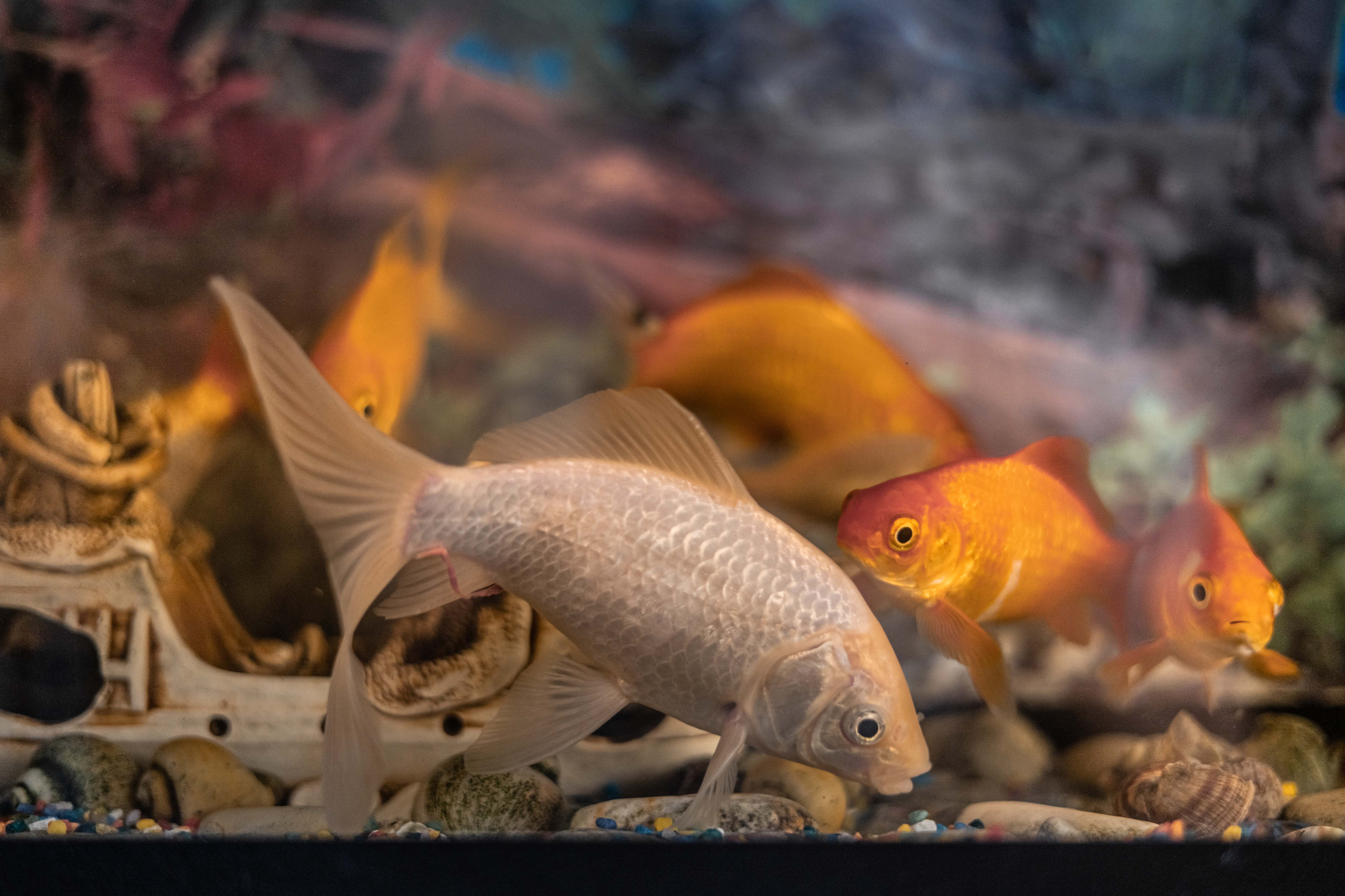 Фото Изумруд