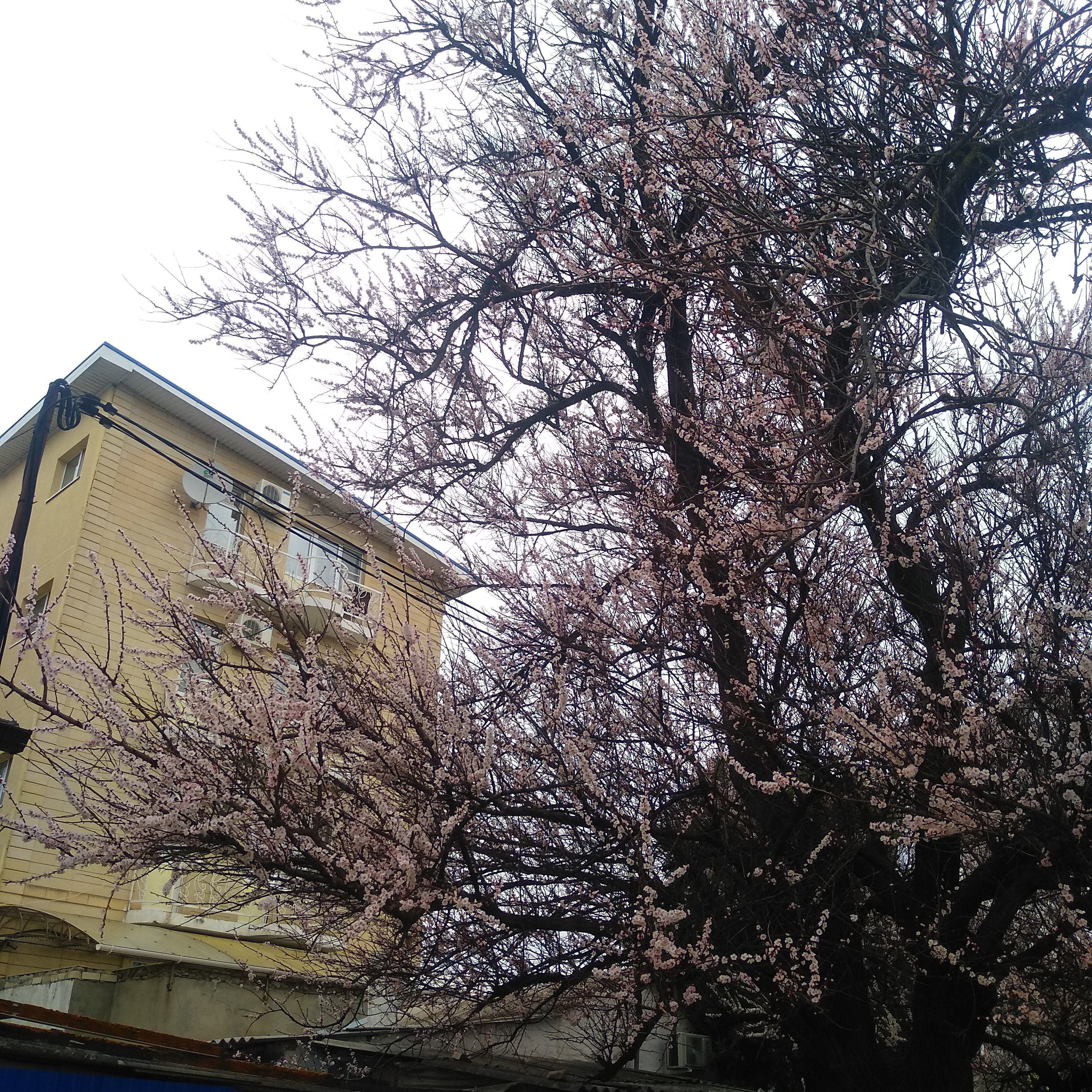 Фото Атлант