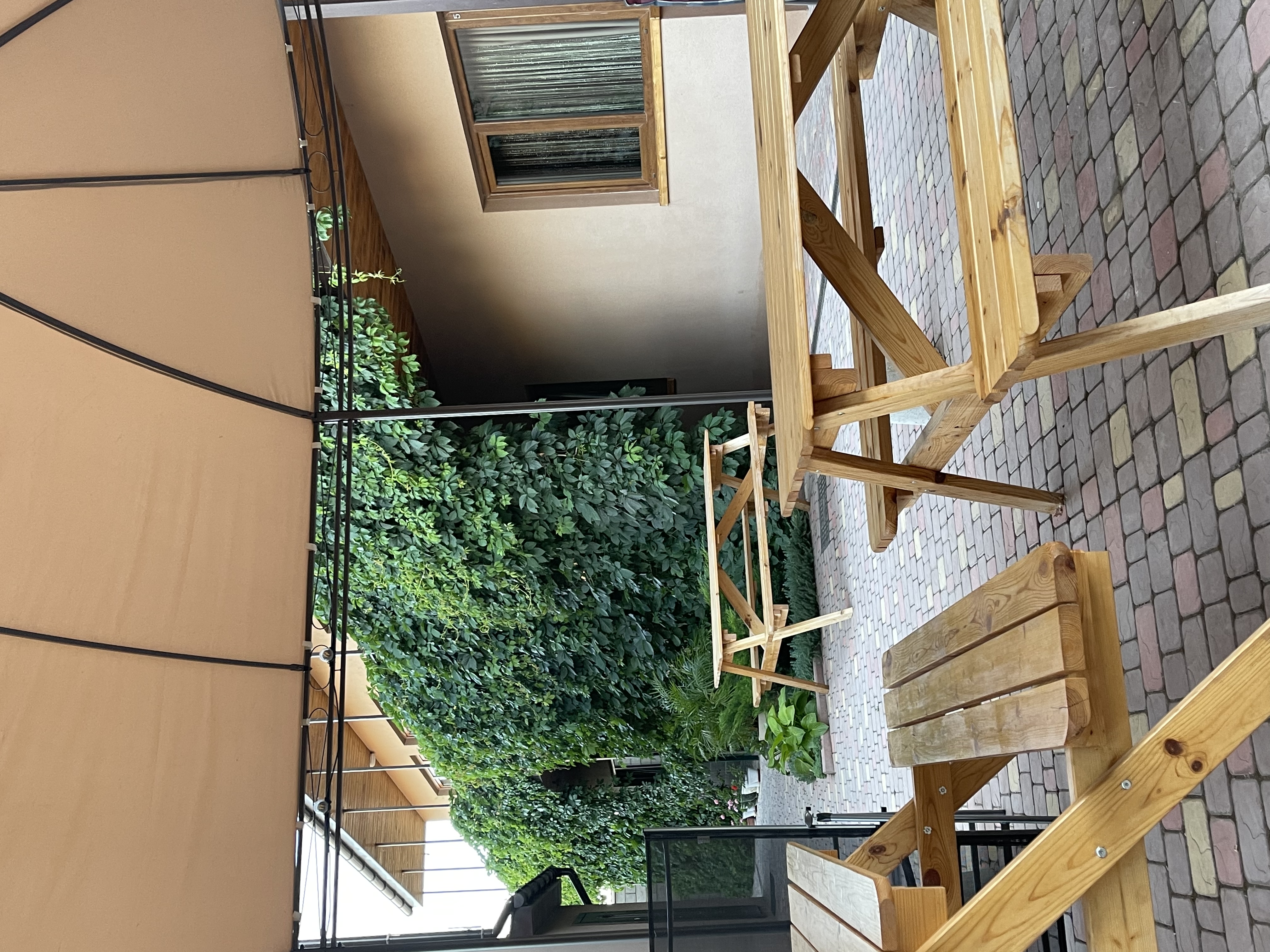 Фото Бамбук