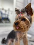 Зоостудия Анастасии Мольковой (Stepanova Lane, 12), pet salon