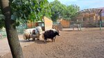 Синь России (Troshkovo Village, Zarechnaya Street, 19Д), zoo