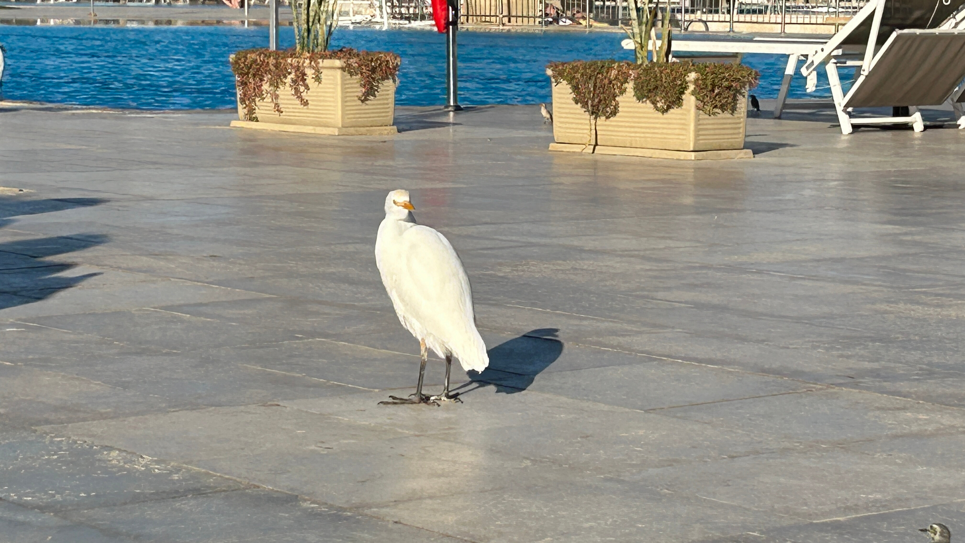 Фото Санрайз Роял Макади Резорт