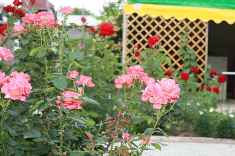 Фото Ласточка