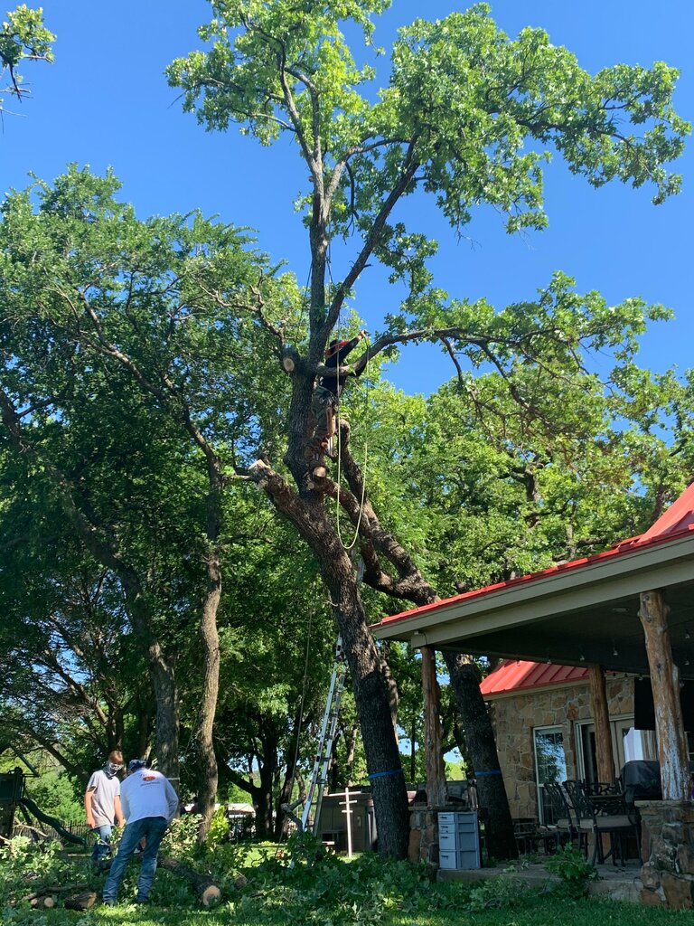 Garden tools and equipment Classic Cuts Tree Trimming And Removal, North Richland Hills, photo