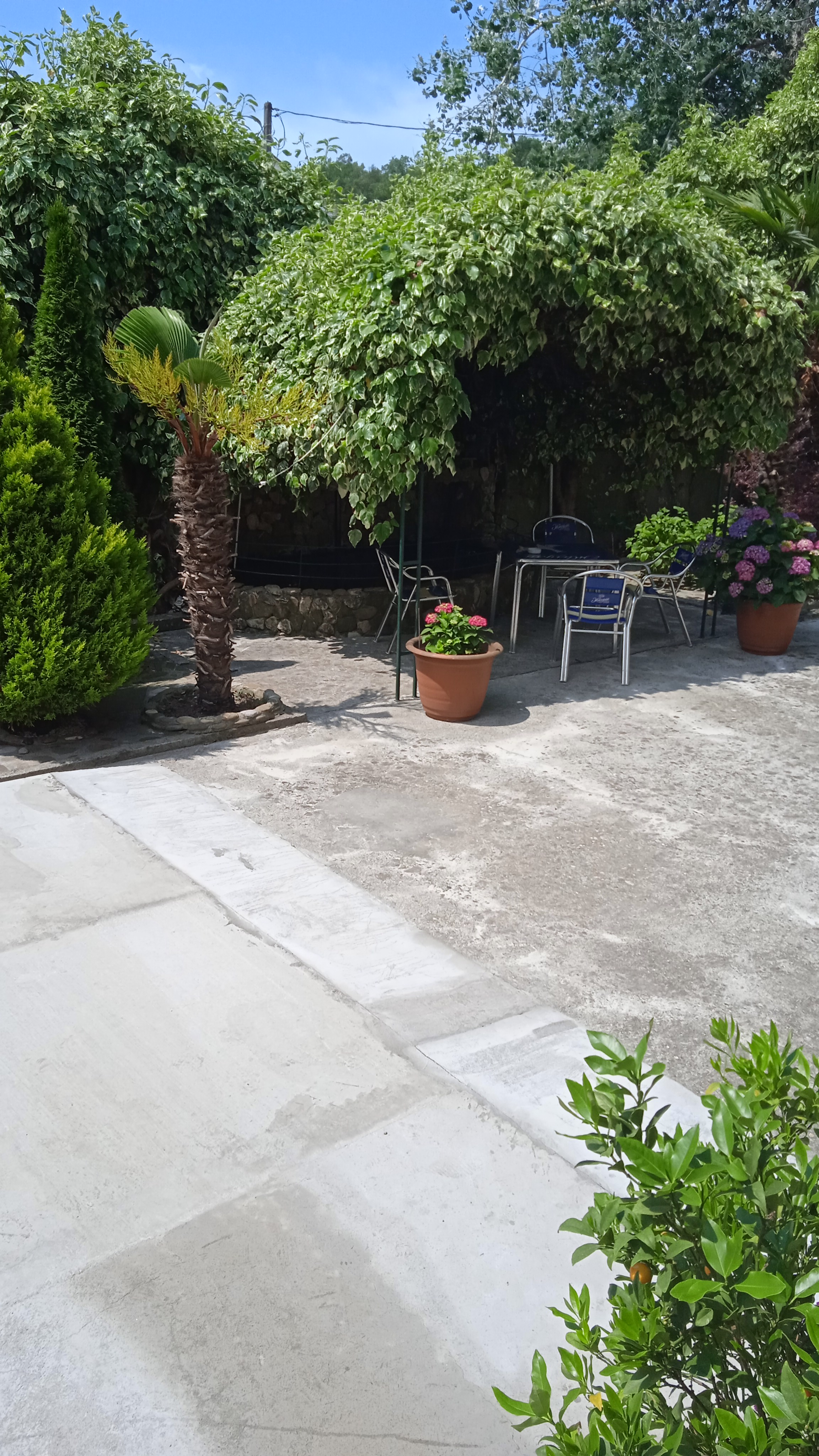 Фото Пальма