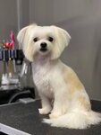 Grooming Studio AS (Pobedy Square, 1кА), salón de mascota, peluquería de animales