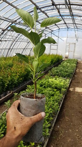 Ассортимент растений