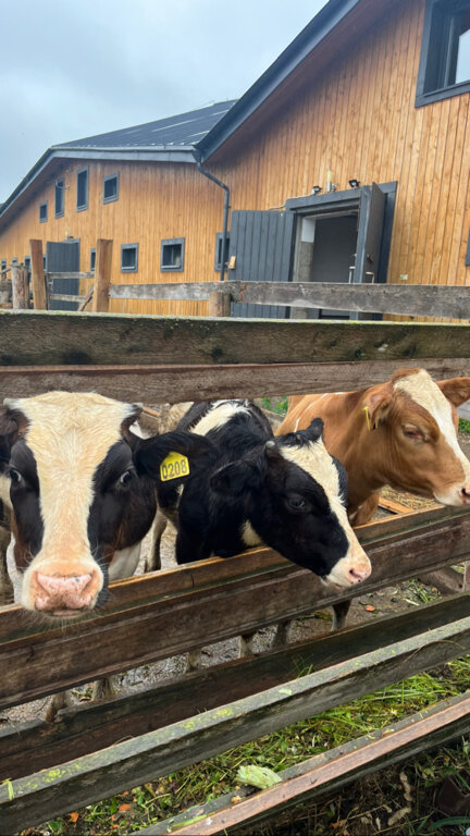 Фото Ясно Поле