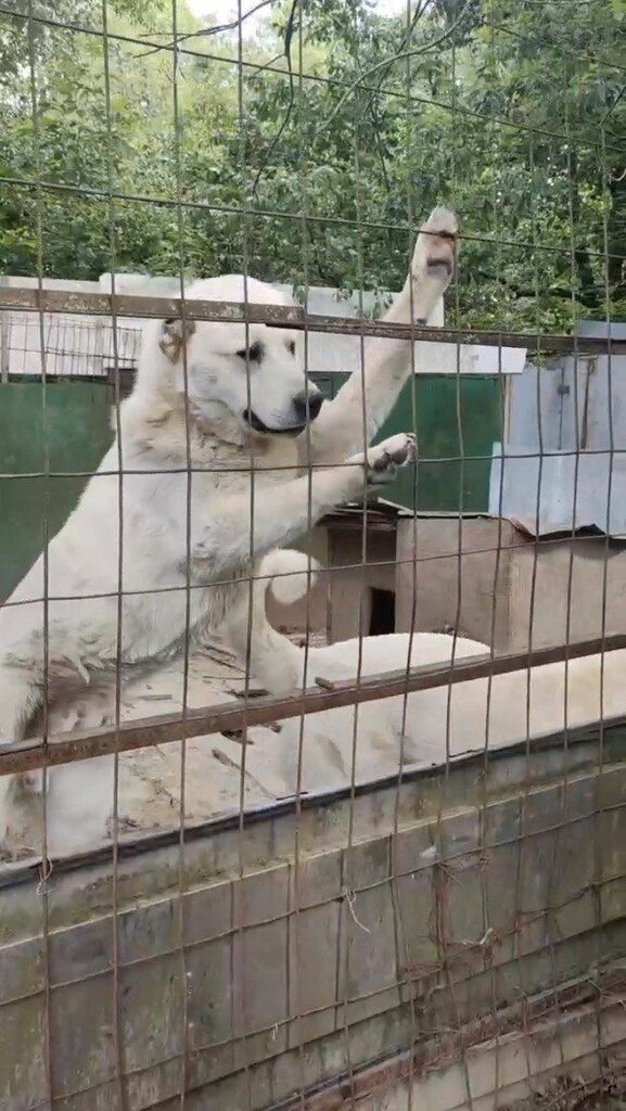 Animal nursery Pitomnik kavkazskikh ovcharok Khranitel Gor, Moscow, photo