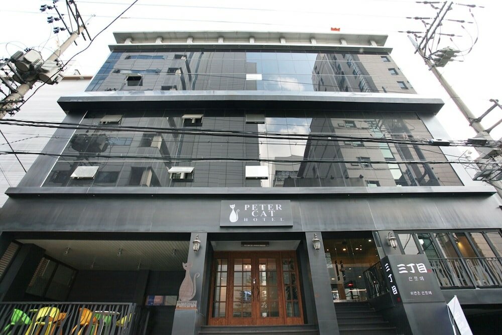 Фото Shinchon Peter Cat