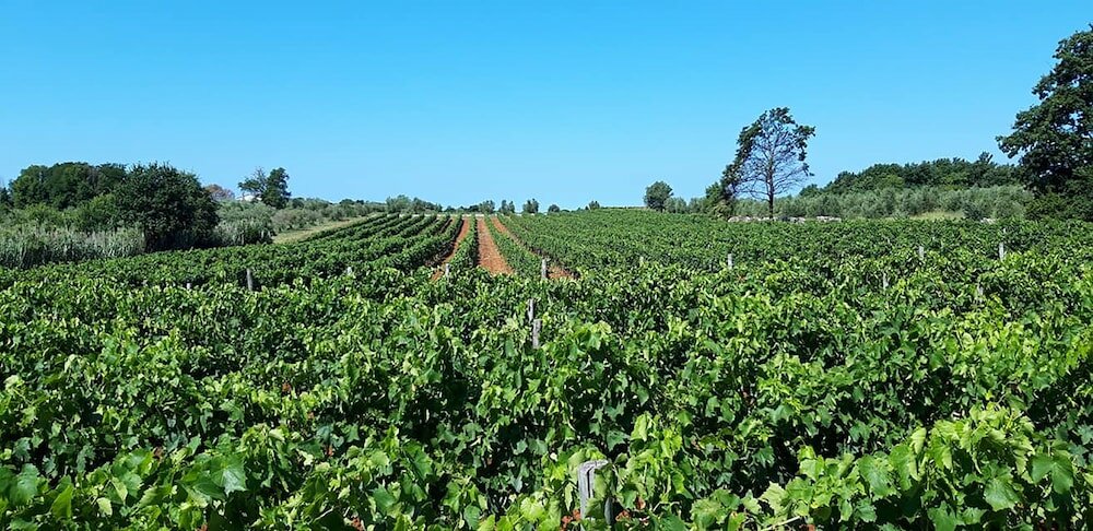 Фото Willa Trojka