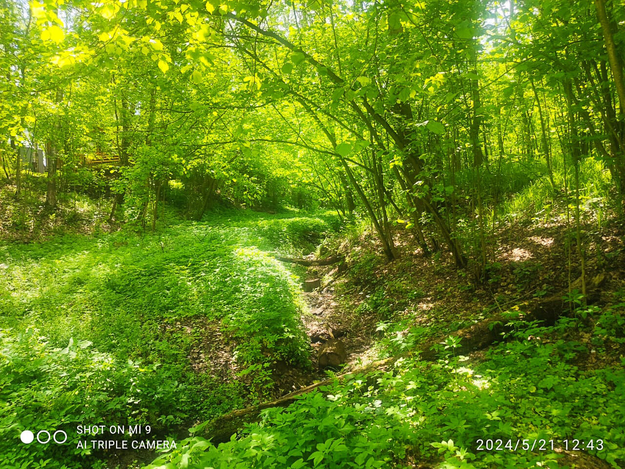 Фото Ореховая роща