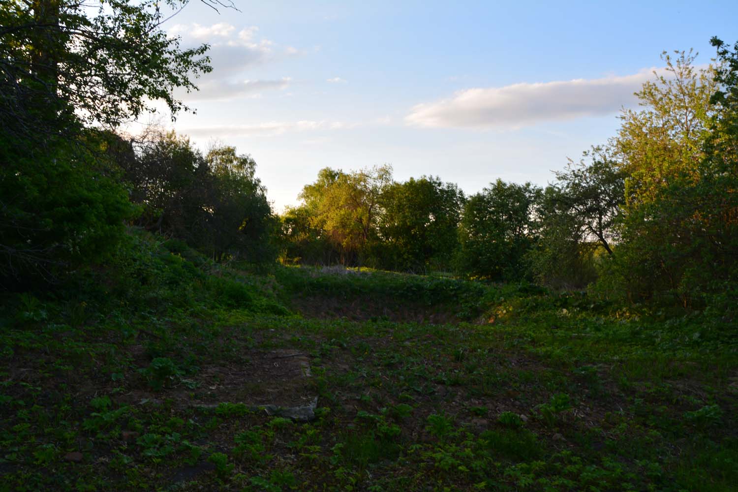 Фото Лес среди болот