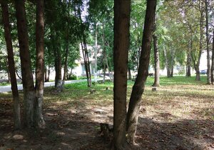 Бобачёвская роща