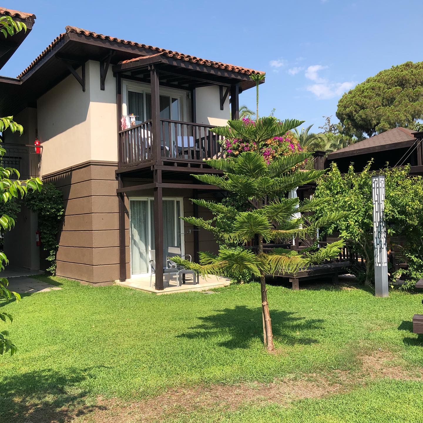 Фото Papillon Ayscha