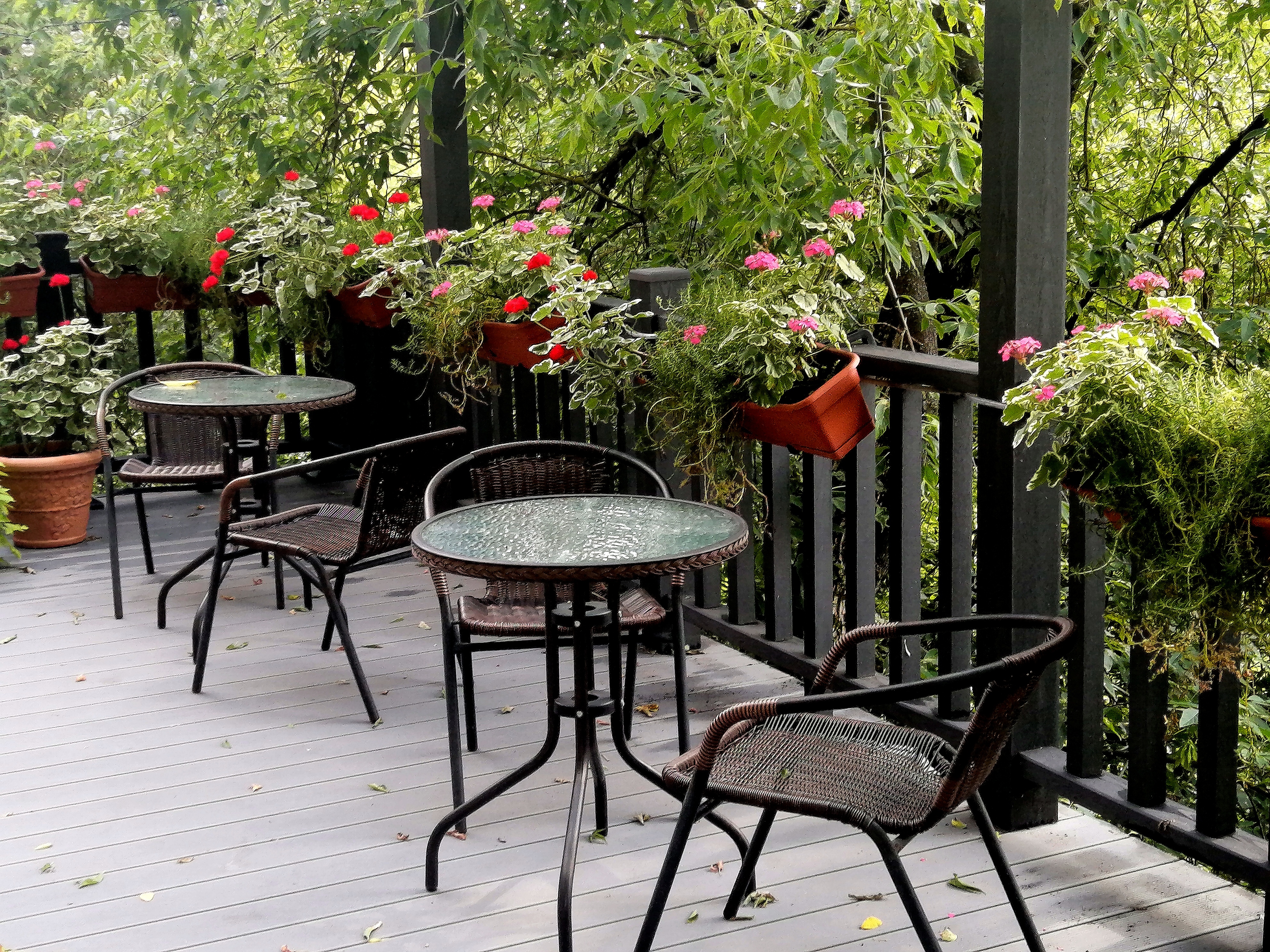 Фото Клевер